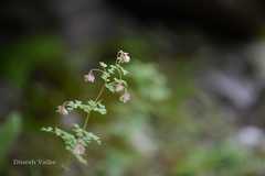 Thalictrum elegans